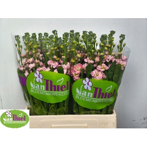 MATTH STOX CHAMPAGNE