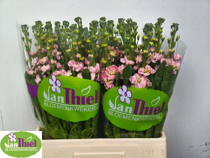 <h4>MATTH STOX ROSE PINK</h4>