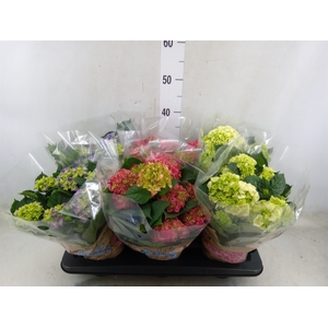 Hydrangea mac.   ...mix