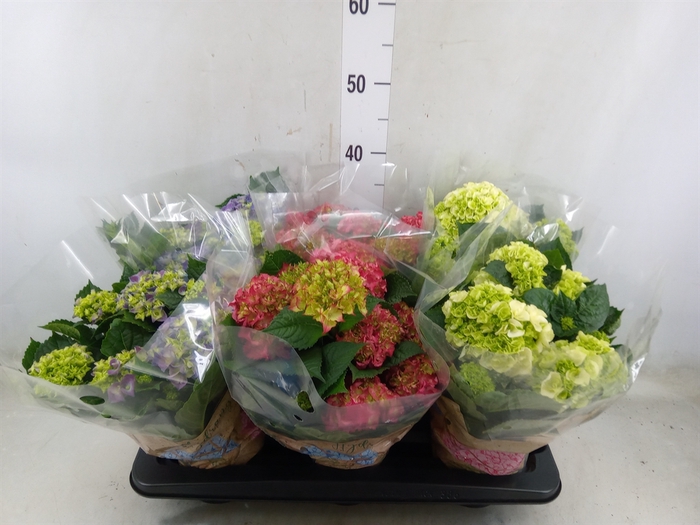 <h4>Hydrangea mac.   ...mix</h4>