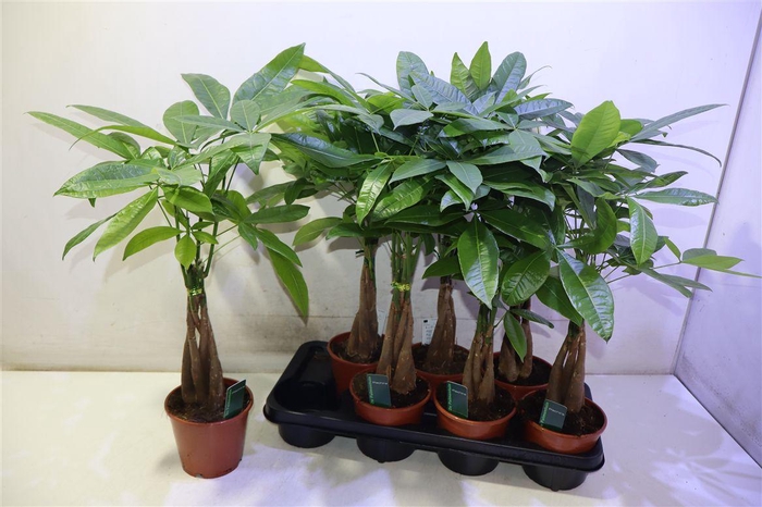 <h4>Pachira Aquatica</h4>