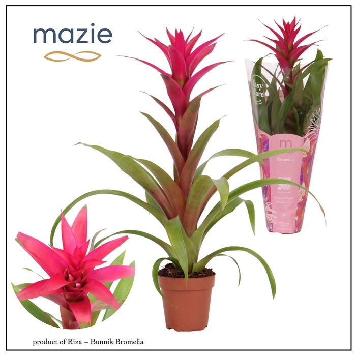 <h4>Guzmania  'Voila'</h4>