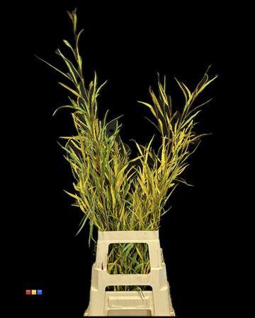 <h4>Grevillea Yellow</h4>