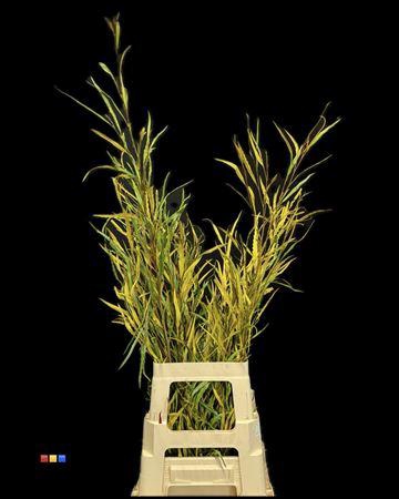 <h4>Grevillea Yellow</h4>