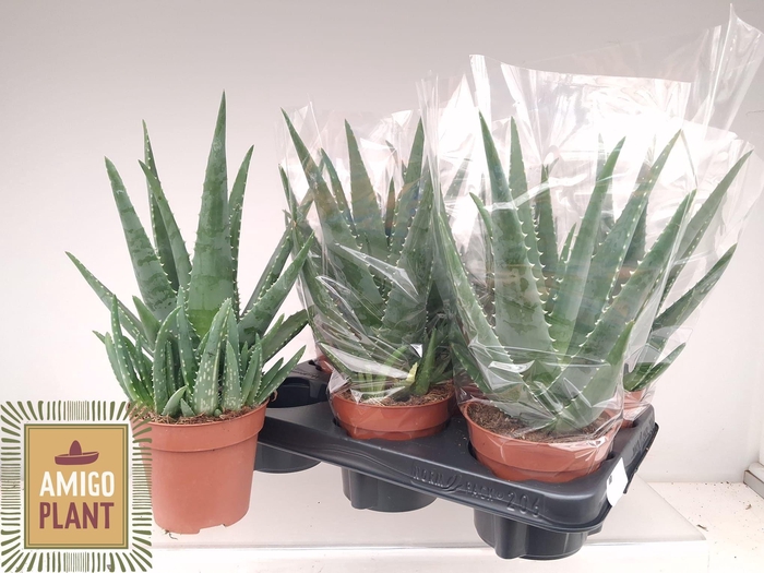 <h4>ALOE VERA</h4>