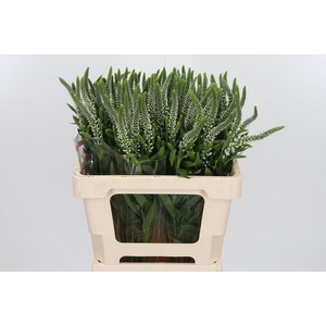 Veron L Skyler White