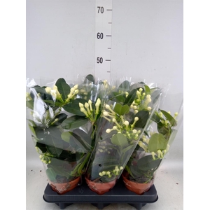 Stephanotis floribunda   ...