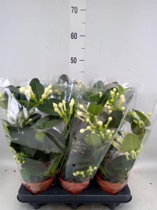 <h4>Stephanotis floribunda   ...</h4>