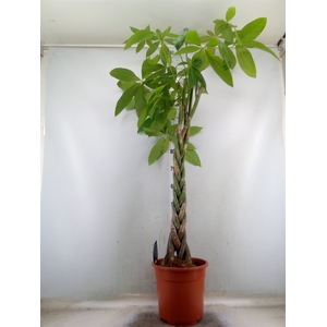 Pachira aquatica