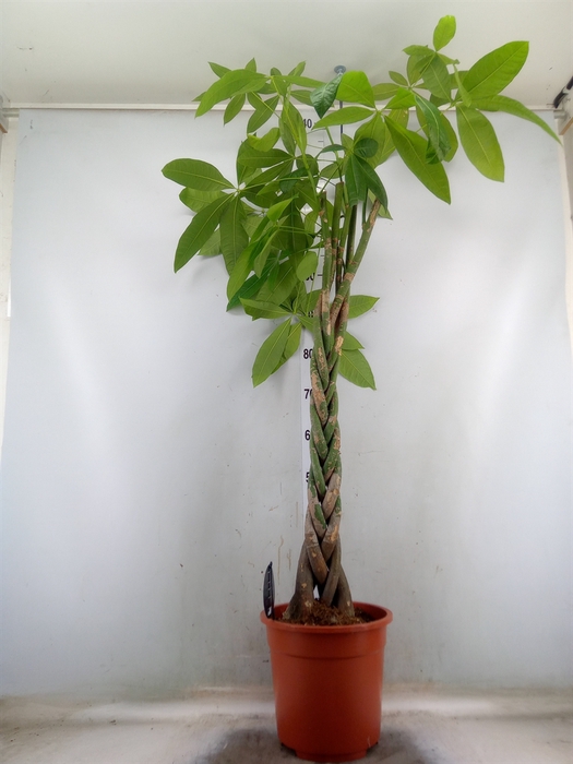 <h4>Pachira aquatica</h4>