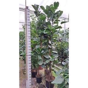 Ficus Lyrata vertakt 300
