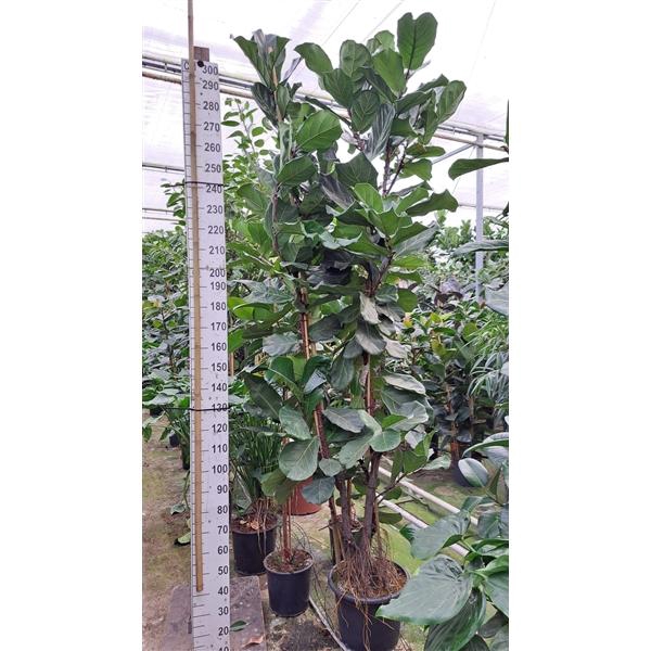 <h4>Ficus Lyrata vertakt 300</h4>
