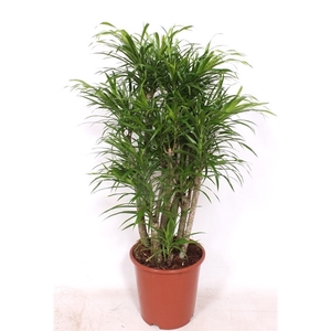 Dracaena Anita