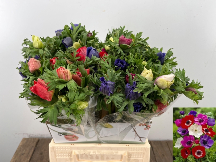 <h4>ANEM CO MAR GEM</h4>