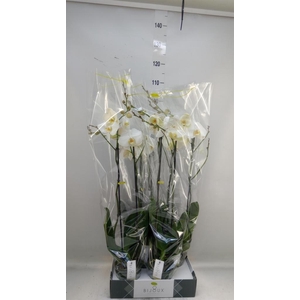 Phalaenopsis   ...white