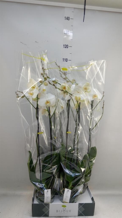 <h4>Phalaenopsis ...white</h4>