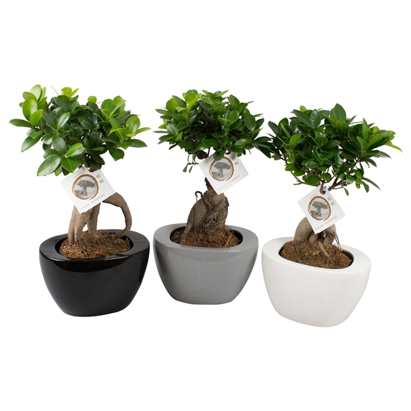 <h4>Ficus m. Ginseng pot ø12cm in ø19cm Folded pot colormix</h4>