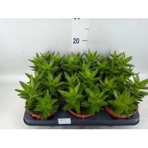 Echeveria  'Miranda'