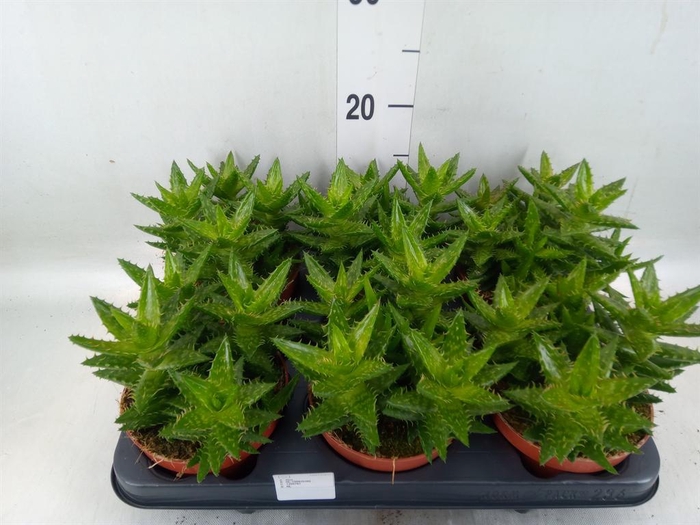 <h4>Echeveria  'Miranda'</h4>