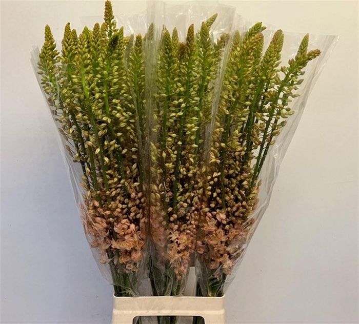 <h4>EREMURUS SH P STAR</h4>