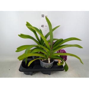 Rhynchostylis gig. 'Aromatiq Evoke'