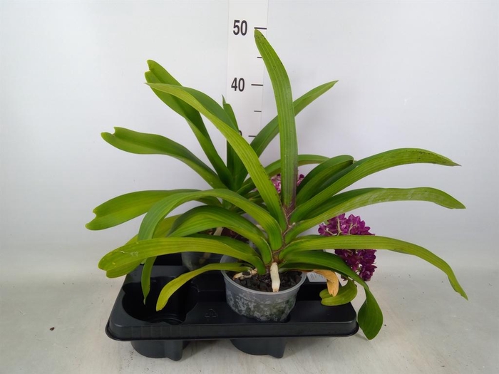 <h4>Rhynchostylis gig. 'Aromatiq Evoke'</h4>