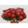 Nutans Ayoba Red