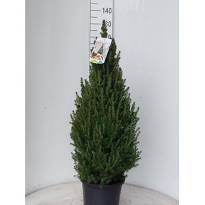 PICEA GL DECEMBER