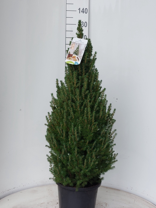 <h4>PICEA GL DECEMBER</h4>