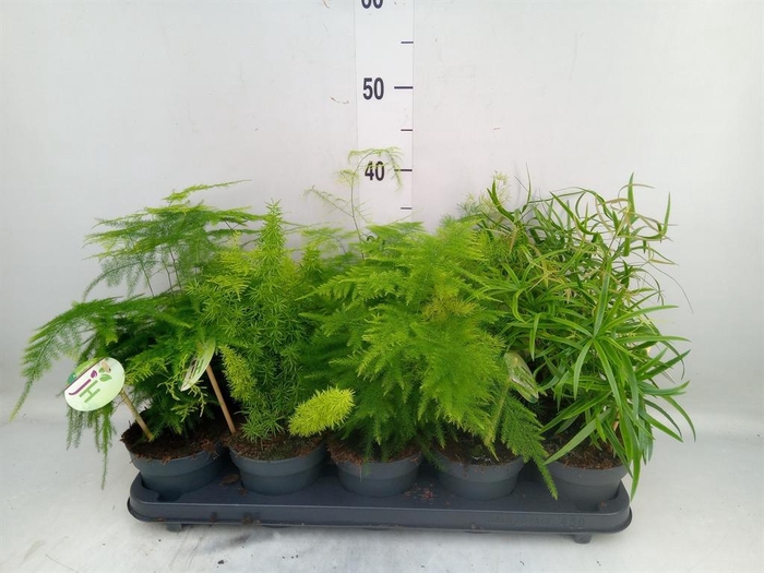 <h4>Asparagus   ...mix</h4>