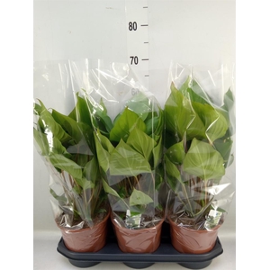 Homalomena rubescens 'Maggy'