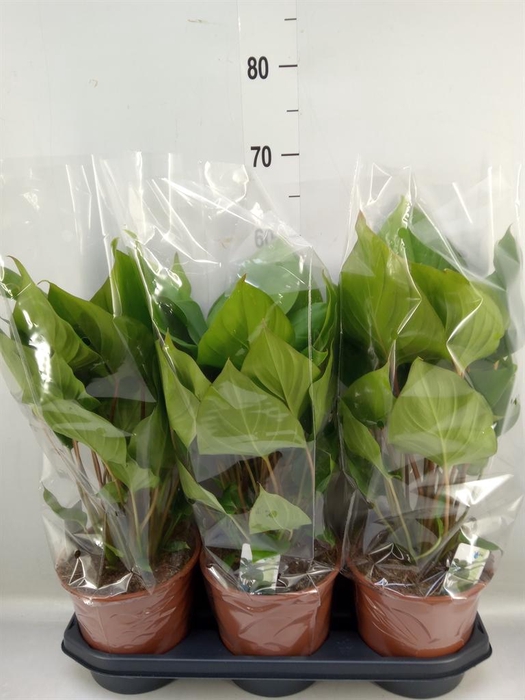 <h4>Homalomena rubescens 'Maggy'</h4>