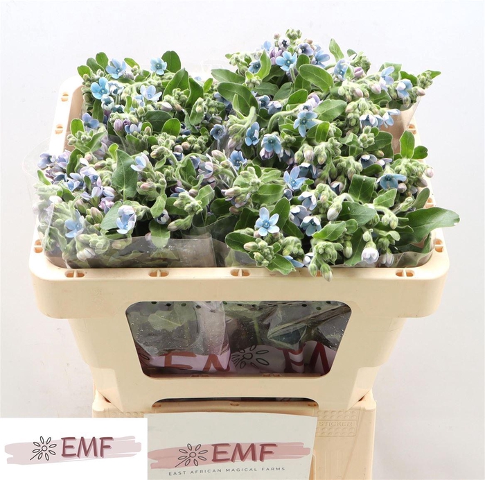 <h4>Oxy Co Tan Pure Blu</h4>