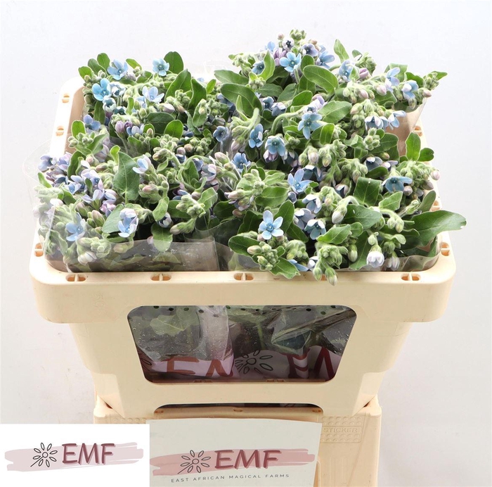 Oxypetalum Coeruleum