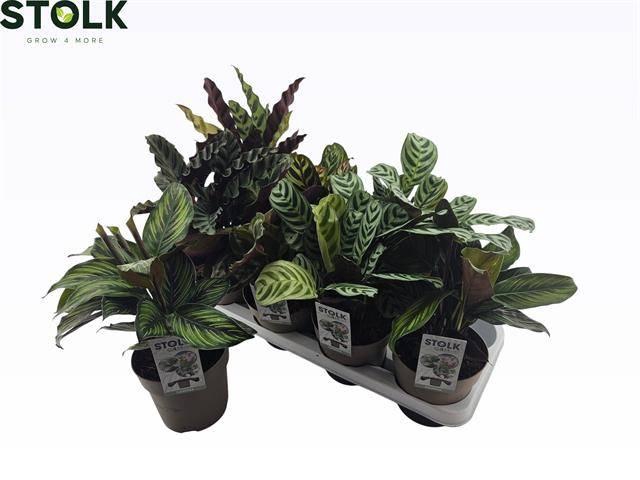 <h4>CALAT GEM 6 SRT</h4>