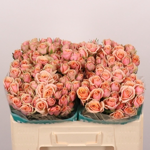 R Tr Classic Rosever