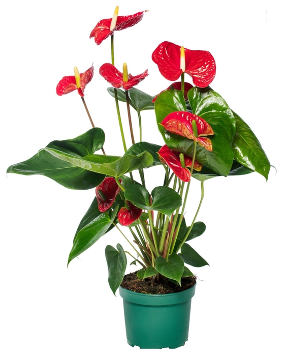 Anthurium Andr. Madural