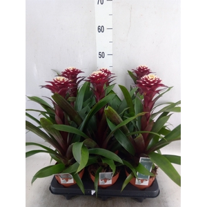 Guzmania  'Francesca'