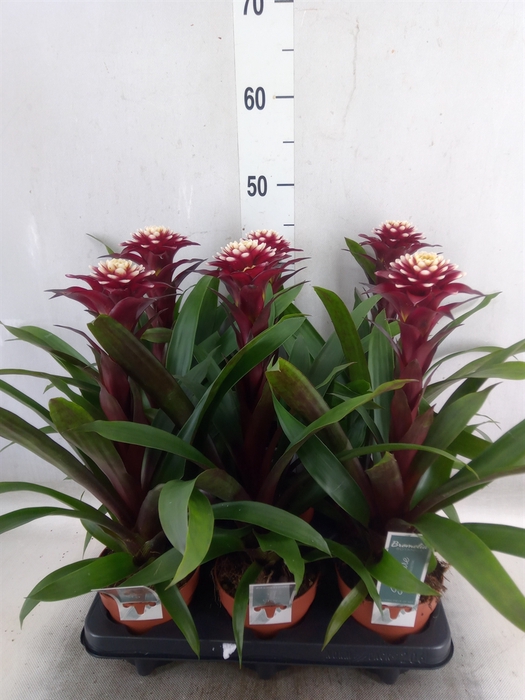 <h4>Guzmania  'Francesca'</h4>