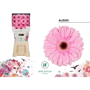 Ge Gr Alison Diamond Holstein