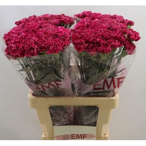 DI ST MISS BEAUTIFUL