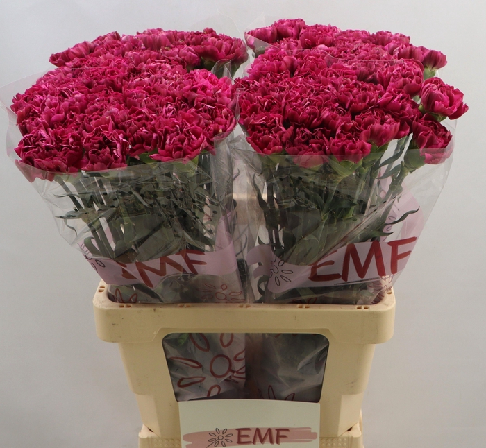 <h4>DI ST MISS BEAUTIFUL</h4>