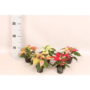 Poinsettia 6  cm Divers