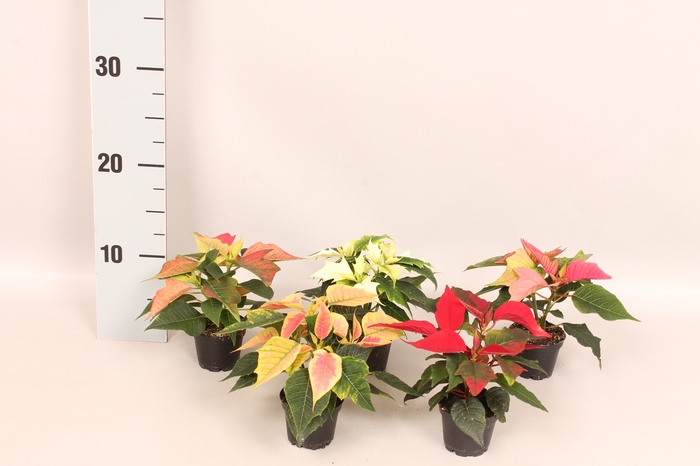 Poinsettia 6  cm Divers
