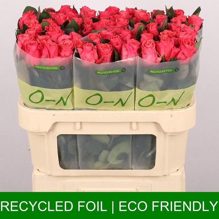 <h4>R GR PINK TACAZZI+</h4>