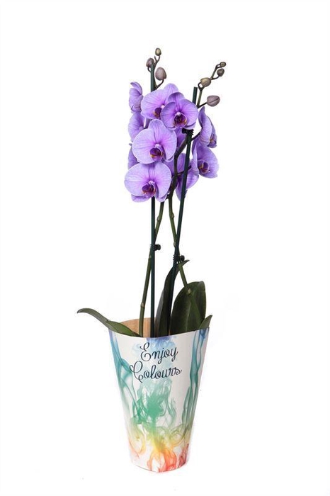 <h4>Phal I Am Purple 2 Tak 14+ Potcover</h4>