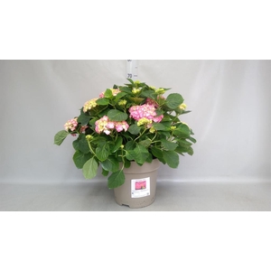 Hydrangea mac.