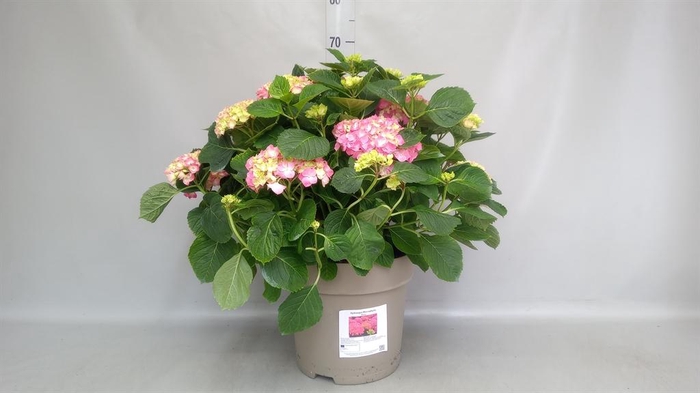 <h4>Hydrangea mac.</h4>