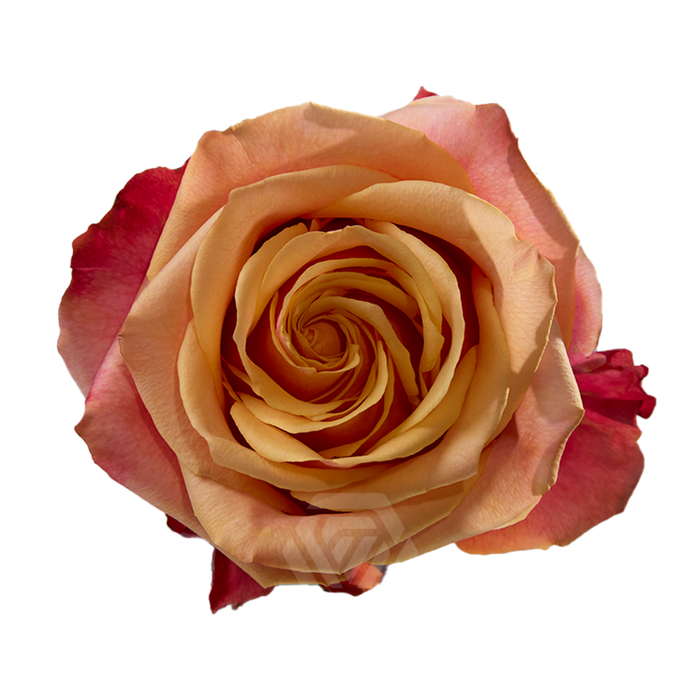 <h4>R GR CHERRY BRANDY Tessa</h4>