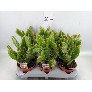 Opuntia